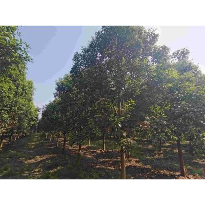 欒樹的價格