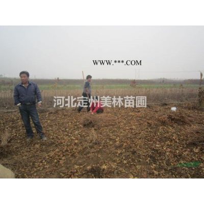 河北定州側柏各種規格欒樹批發價格