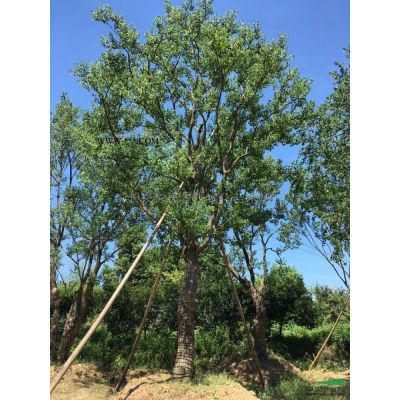 浙江櫸樹2*新報價/櫸樹2圖片