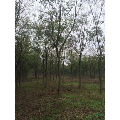欒樹|安徽欒樹|欒樹價格|精品欒樹