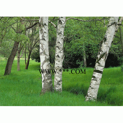 出售無患子桂花紅葉李烏桕高桿女貞