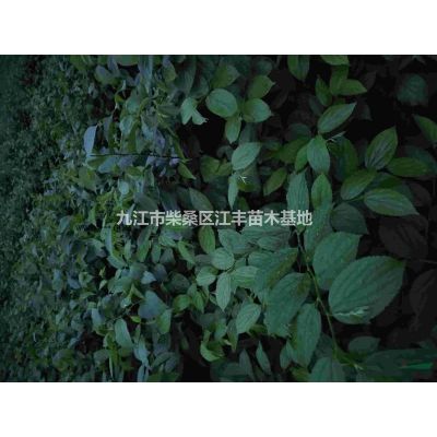 2－3公分裸根紅櫸樹苗