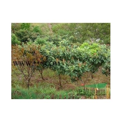 苗圃直銷欒樹、黃山欒樹、馬褂木、垂柳多種綠化苗木