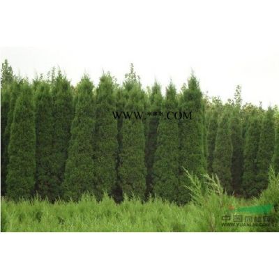 10公分欒樹價格/06年的欒樹價格詳情