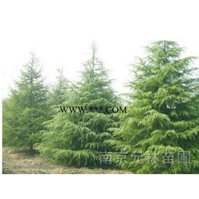 紅櫸，櫸樹，南京紅櫸參考價格