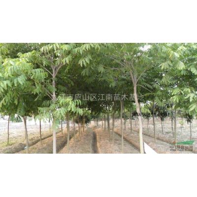 櫸樹1*新價格/櫸樹1報價