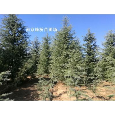 15公分櫸樹上車價(jià)格