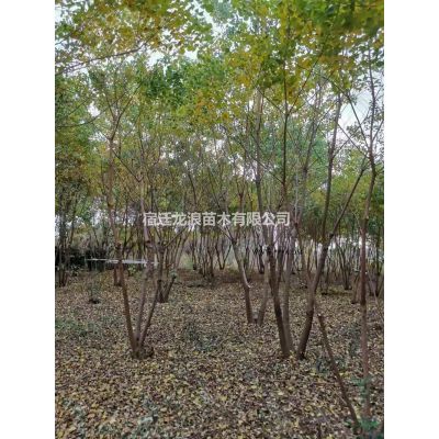 江蘇[產品]/江蘇10-13公分櫻花 櫻花農戶批發價格/報價