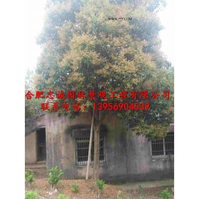 安徽叢生樸樹(shù)50-60-70-80-90-100公分價(jià)格