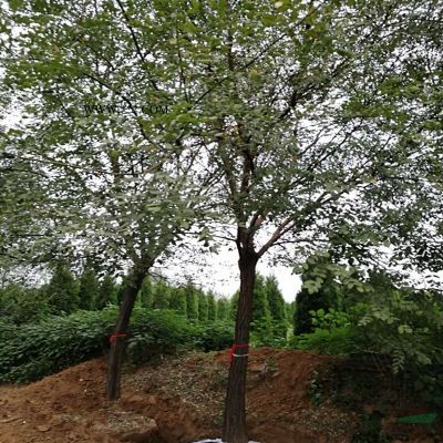 農(nóng)戶直銷5公分單瓣櫻花苗批發(fā)基地 櫻花苗直銷基地