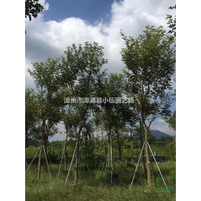 福建山櫻花，大紅櫻花