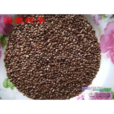 江西九江櫻花行情報價/江西九江櫻花圖片展示