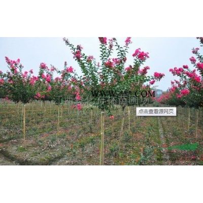 江西[產品]/江西樸樹小苗 江西樸樹小苗基地價格/報價