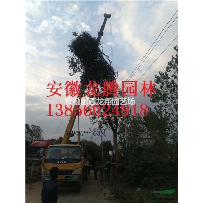 銀杏 安徽三崗 三角楓 紅葉李 高桿女貞 香樟 烏桕 桂花