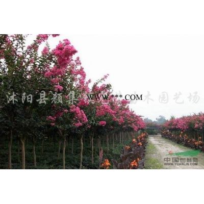 江蘇大葉女貞，紫薇，丁香，西府海棠，木槿新價格