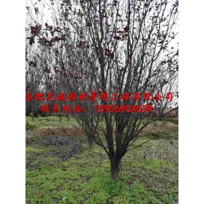 桂花樹 叢生桂花，丹桂，四季桂，紅楓，雞爪槭，石楠，水杉等