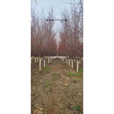 紅點(diǎn)紅楓（美國紅楓）