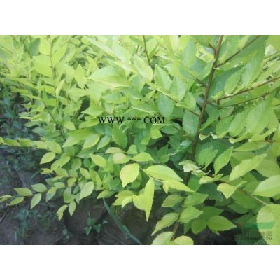 河北定州銀杏樹12公分15公分價格