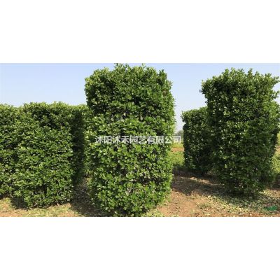 紫薇（四川紅花）