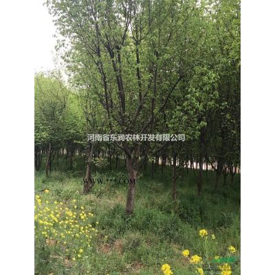 6公分美國紅楓，紅楓小苗，流蘇樹小苗，