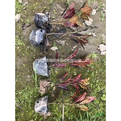 紫薇5公分工程苗，紫薇批發價格，紫薇供貨商