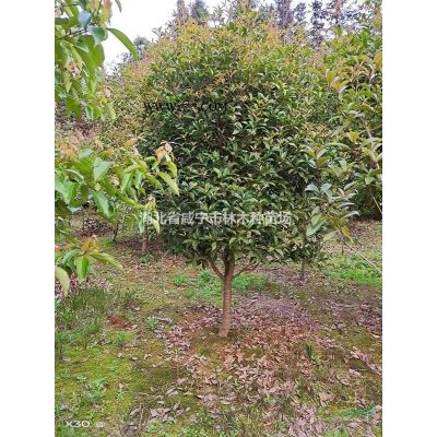 湖北咸寧供應(yīng)桂花樹，香樟樹，欒樹，馬褂木，