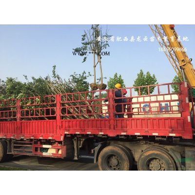 安徽紫荊 櫻花 馬褂木 重陽(yáng)木 合歡 喜樹(shù) 供貨商