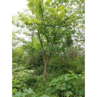 浙江地區(qū)供應(yīng)10-20公分馬褂木