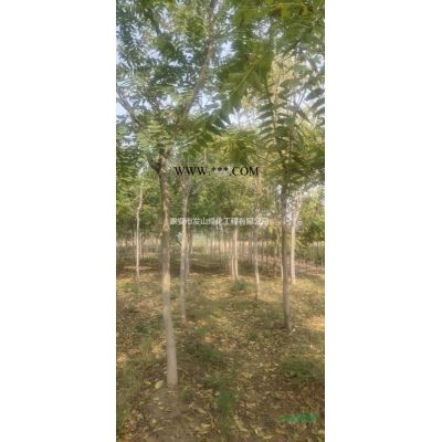 紫薇（百日紅）