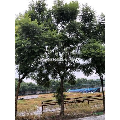 成都溫江叢生紫薇出售高度3米冠幅2.5價格便宜