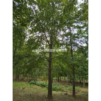 求火焰/紅點紅楓/紅冠紅楓/十月光輝