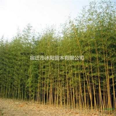 紅葉李價格_紅葉李圖片_紅葉李產(chǎn)地_紅葉李綠化苗木苗圃基地