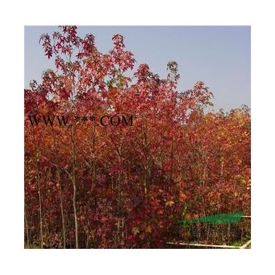 美國紅楓價格今年的5公分6公分美國紅楓價格