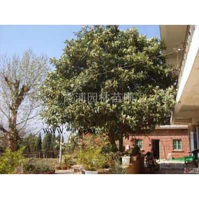 2020年紫薇*新價格 3公分紫薇價格 5公分紫薇價格一覽表