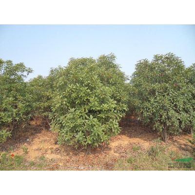 13公分紅葉李，14公分紅葉李，16公分紅葉李