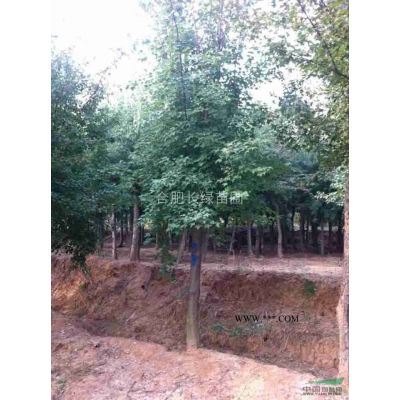 安徽合肥精品烏桕，小葉金桂，叢生樸樹，大葉女貞，紅葉李，紫薇