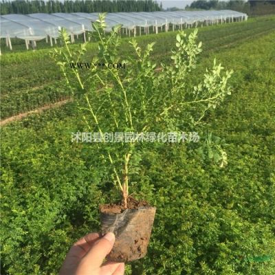 「黃山欒樹」黃山欒樹_價(jià)格_圖片_產(chǎn)地報(bào)價(jià)表