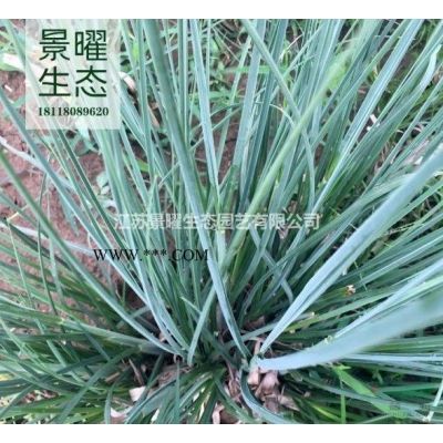 江蘇景曜生態苗木基地/供應/北京欒樹圖片/產地直銷/批發價格