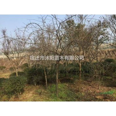 雪松價(jià)格_雪松圖片_雪松產(chǎn)地_雪松綠化苗木苗圃基地