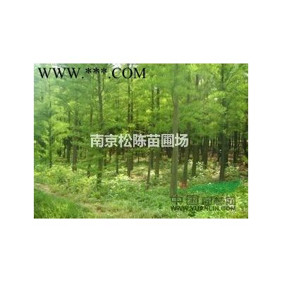 江蘇直徑10公分15公分20公分欒樹今年報價