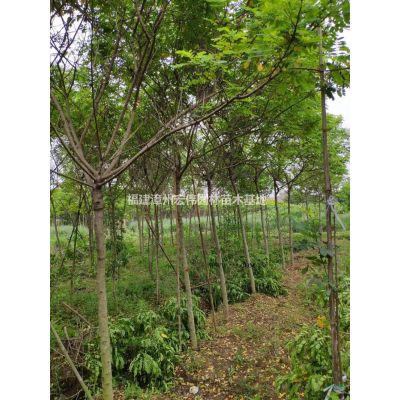 臺灣欒樹，大量供應臺灣欒樹，黃山欒樹