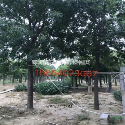 2021年12公分紅葉李價格 付款及發(fā)貨 價格優(yōu)惠