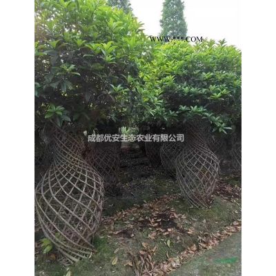 成都叢生紅葉李價格低便宜3米4米