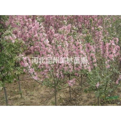 密枝紅葉李營養杯苗高度60公分市場行情