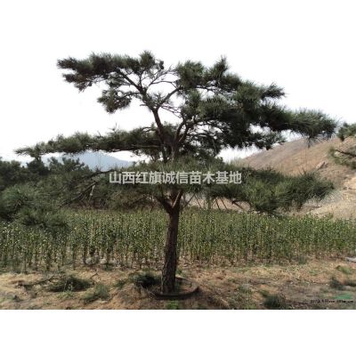 運城地區供應1-15欒樹，北欒樹苗、1-15欒樹、哪里有北欒、欒樹價格、山西欒樹