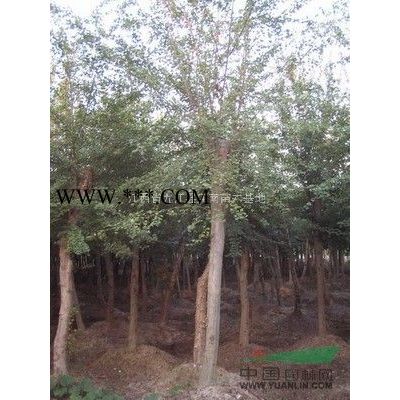 江西紅葉李價格，江西紅葉李的價格