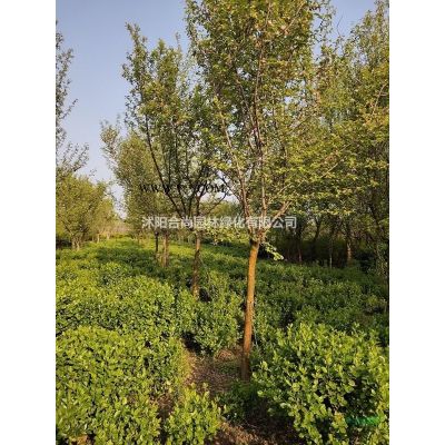 沭陽紅櫸基地 銷售紅櫸小苗  櫸樹價(jià)格 圖片