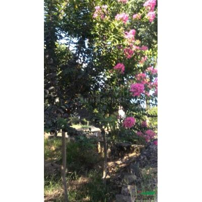 大規格欒樹供應/廣西精品欒樹供應