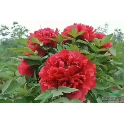 國(guó)槐 欒樹 青桐