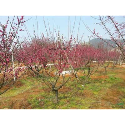 欒樹：欒樹價格欒樹生產(chǎn)基地供應(yīng)10-15公分精品欒樹行情好